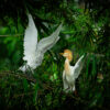 Hunting Wildlife Photography Bandung: Eksplorasi Satwa Liar di Kampung Blekok Gedebage
