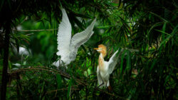 Hunting Wildlife Photography Bandung: Eksplorasi Satwa Liar di Kampung Blekok Gedebage