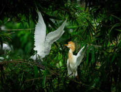 Hunting Wildlife Photography Bandung: Eksplorasi Satwa Liar di Kampung Blekok Gedebage