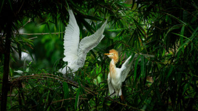 Hunting Wildlife Photography Bandung